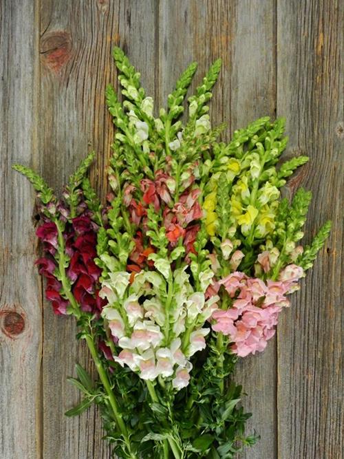  ASSORTED SNAPDRAGONS